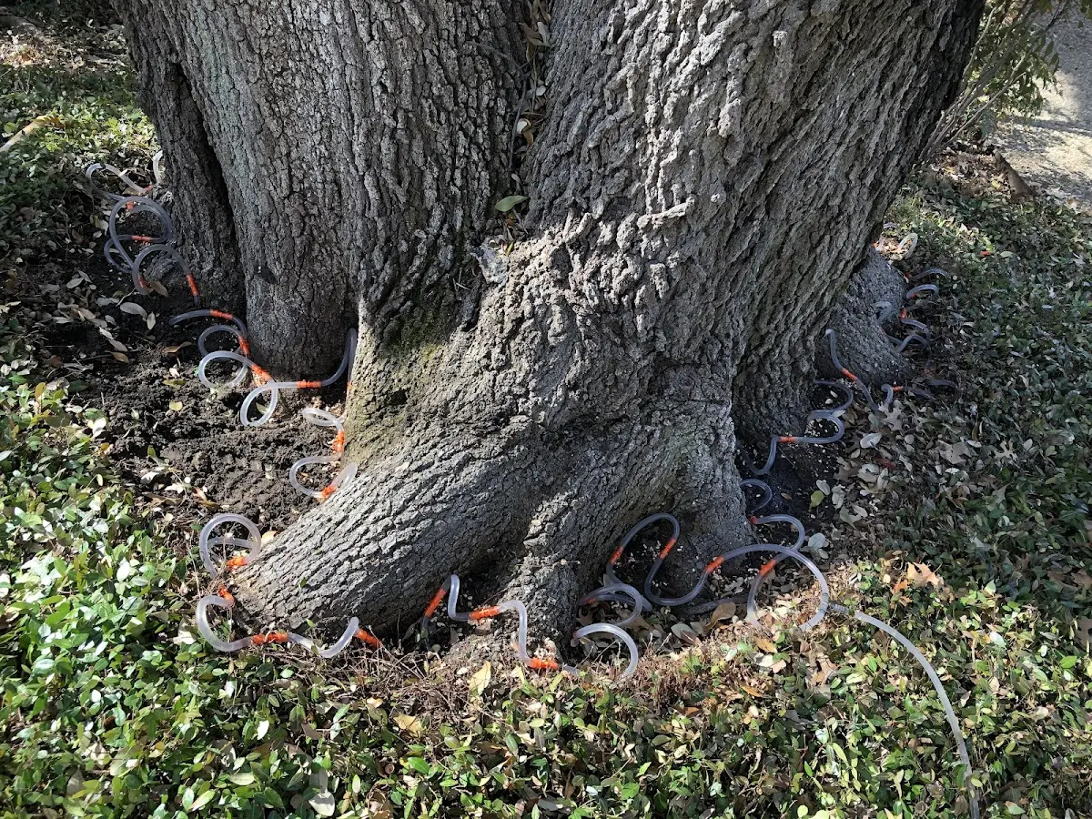 Detailed Tree Cabling and Bracing job site in Hurlburt Field
