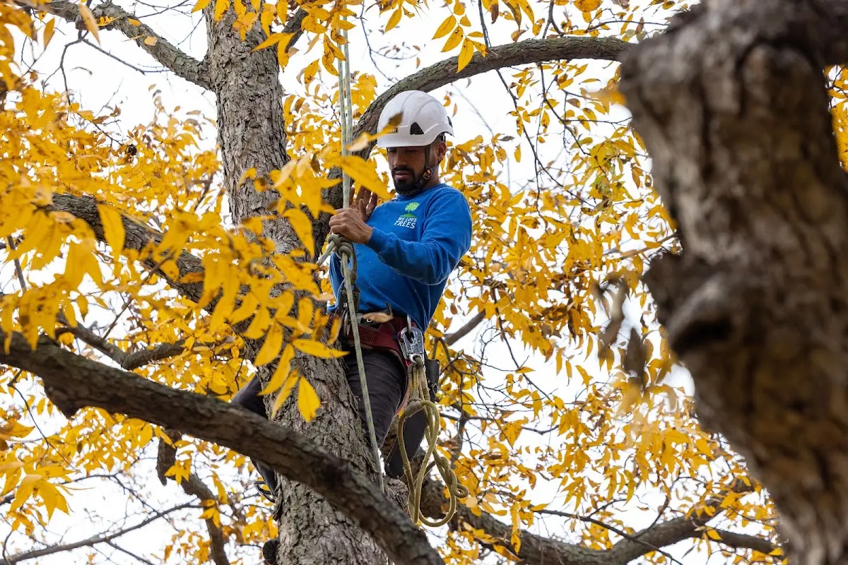 Skilled Storm Damage Cleanup crew working in Hurlburt Field